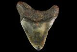 Fossil Megalodon Tooth - North Carolina #147778-1